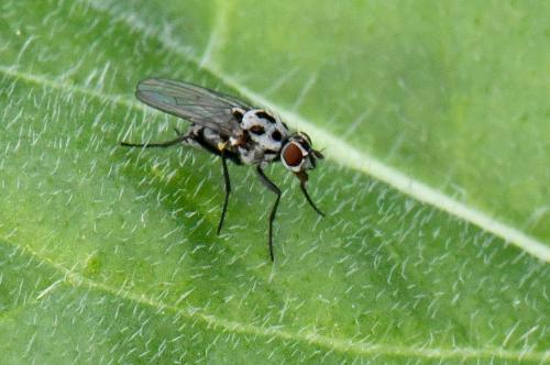 Réf. 315 171 : Anthomyia pluvialis
